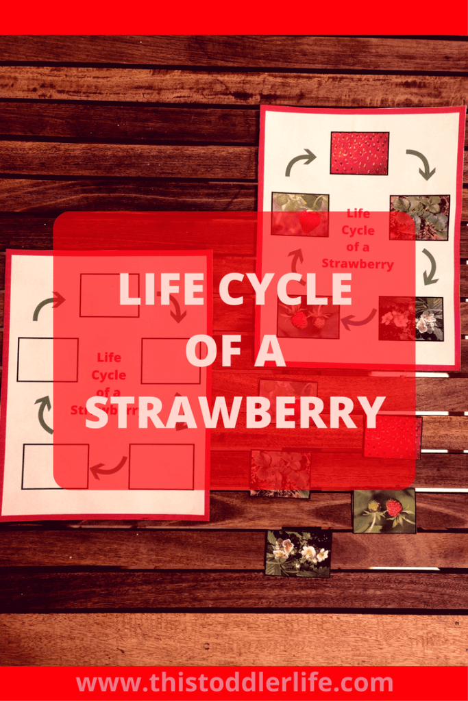 Life cycle of a strawberry